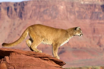  Puma concolor / Puma / Cougar © PIXATERRA