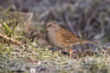 Prunella modularis / Accenteur mouchet