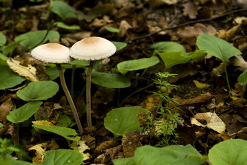 Paneolus sphinctrinus / Panéole à gaine