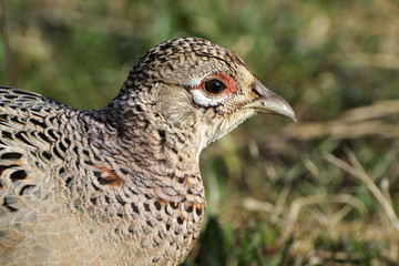 Phasianus colchicus / Faisan de Colchide / femelle