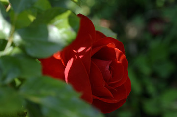 Rose rouge