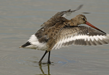 Limosa limosa / Barge à queue noire