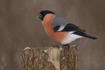 Pyrrhula pyrrhula / Bouvreuil