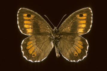 Arethusana arethusa / Petit agreste