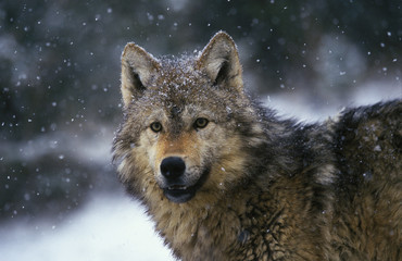 Canis lupus tundrorum / Loup d'Alaska