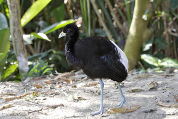 Psophia leucoptera / Agami à ailes blanches