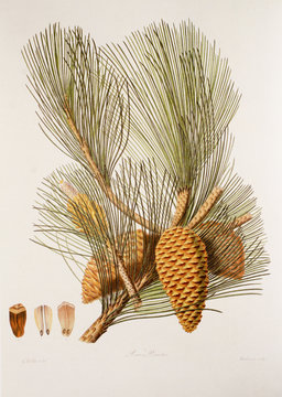 Pinus pinaster / Pin maritime