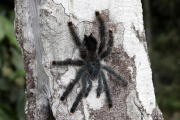 Avicularia avicularia / Mygale matoutou / Mygale aviculaire