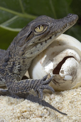 Crocodylus niloticus / Crocodile du Nil