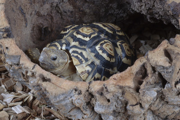 Geochelone pardalis / Tortue léopard