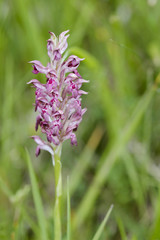 Anacamptis coriophora subsp. fragrans / Orchis à odeur de vanille