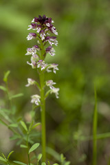 Neotinea ustulata / Orchis brûlé