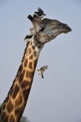 Giraffa camelopardalis / Girafe / Buphagus erythrorhynchus / Piqueboeuf à bec rouge