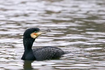 Phalacrocorax carbo  / Grand cormoran