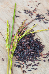 Close up of rice berry seed with rice spike on wooden background