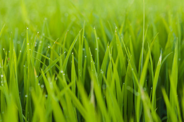 Fototapeta premium Beautiful green rice field background, Selective focus.