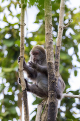 Image of a monkey on the tree on nature background. Wild animals
