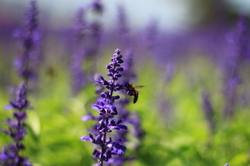 Lavender and bee