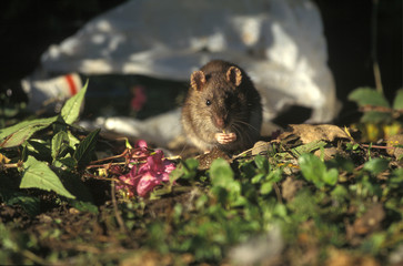 Rattus norvegicus / Rat d'égout / Surmulot