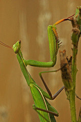 Mantis religiosa / Mante religieuse