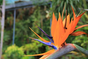 Bird of paradise on green background