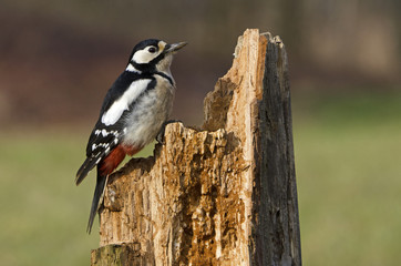 Dendrocopos major / Pic épeiche