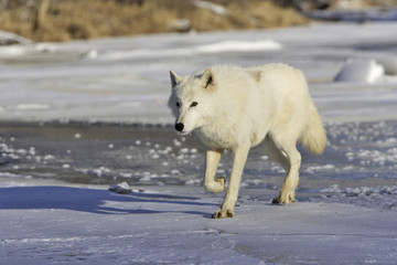 Obraz premium Canis lupus arctos / Wilk polarny