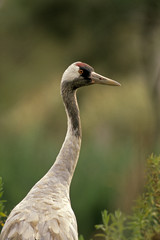 Grus grus / Grue cendrée