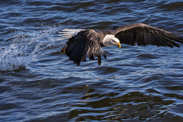 Bald eagle fishing