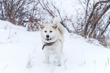 Beautiful dog Akita Inu in the winter among the trees standing in the snow.