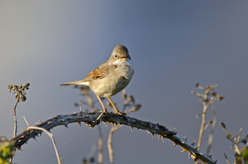 Sylvia communis / Fauvette grisette
