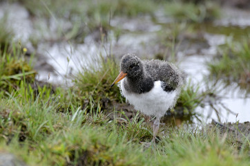 Haematopus ostralegus / Huîtrier pie