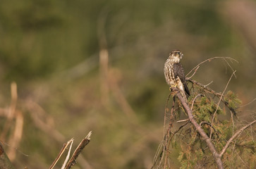 Falco columbarius/ Faucon émerillon
