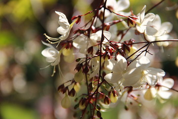 nodding clerodendron