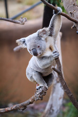 Koalas climbing tree, eating in Sandiego zoo