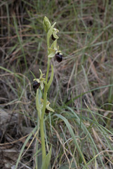 Ophrys sphegodes / Ophrys araignée