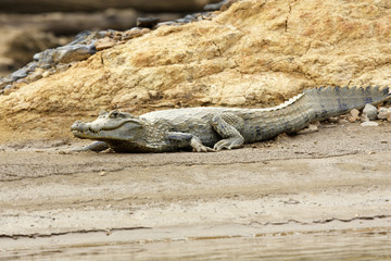 Caiman crocodilus / Caïman à lunette
