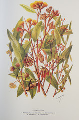 Illustration / Eucalyptus