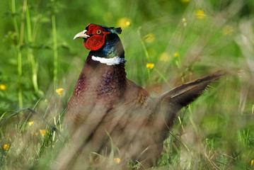 Phasianus colchicus / Faisan de colchide