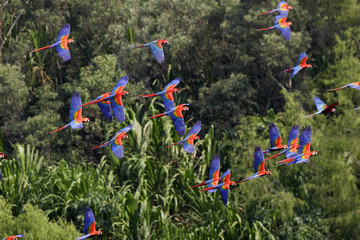 Ara macao / Ara rouge © PIXATERRA