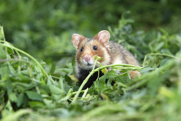 Cricetus cricetus / Hamster commun / Grand hamster d'Alsace
