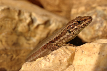 Podarcis muralis / Lézard des murailles