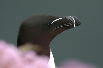 Alca torda / Pingouin torda / petit pingouin