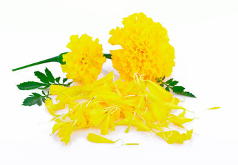 flower of marigold and petals on a white background