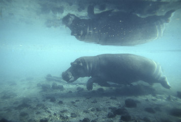 Hippopotamus amphibius / Hippopotame amphibie