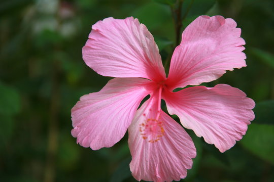 Pink Chaba