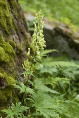 Aconitum vulparia / Aconit tue loup
