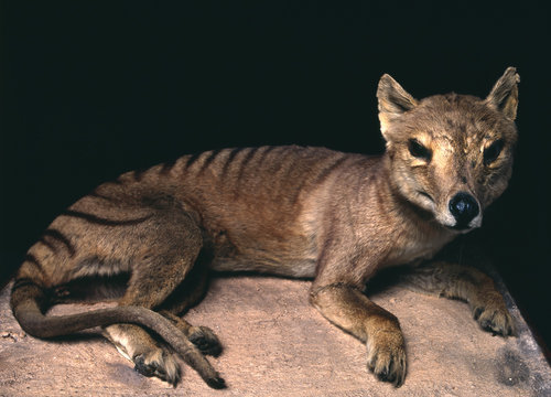 Thylacinus cynocephalus / Thylacine / Loup de Tasmanie