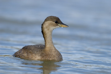 Tachybaptus ruficollis / Grèbe castagneux