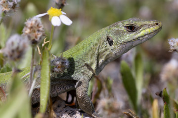 Podarcis muralis / Lézard des murailles